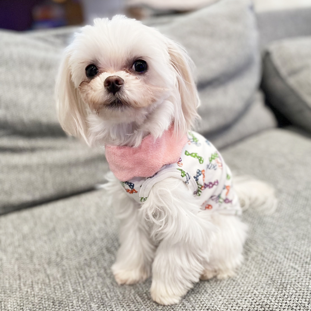 卒業犬イーブイちゃんのファッションショー♪